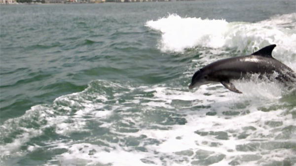 dolphins surfing the wake